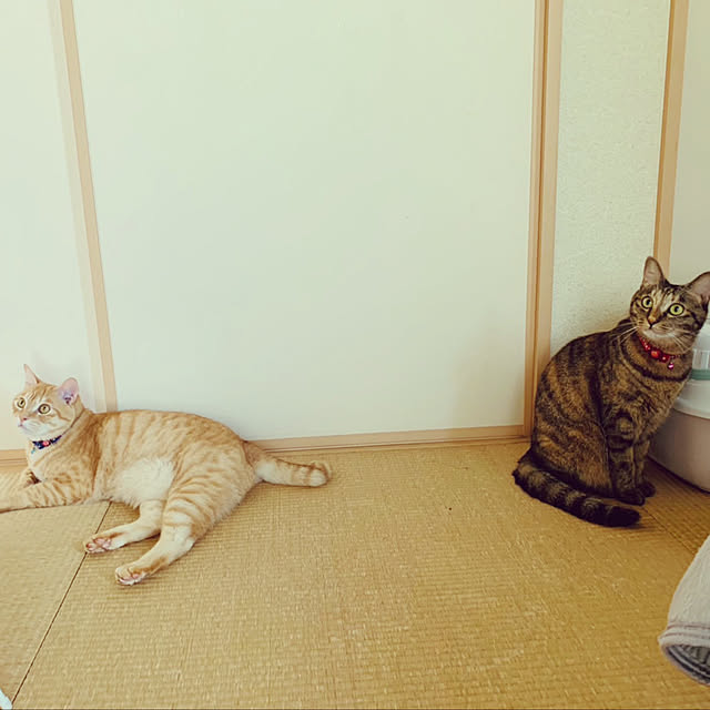 chiiさんの実例写真