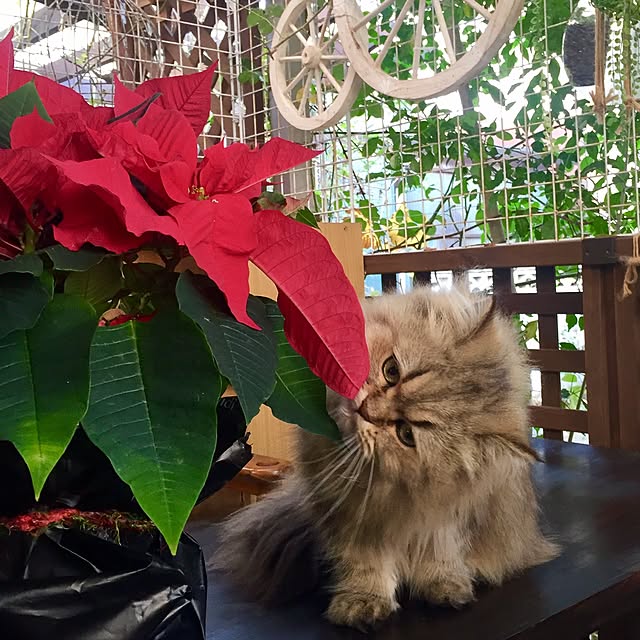 butachanさんの実例写真