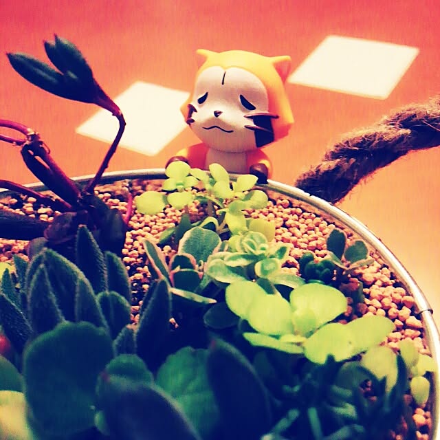 merocaさんの実例写真