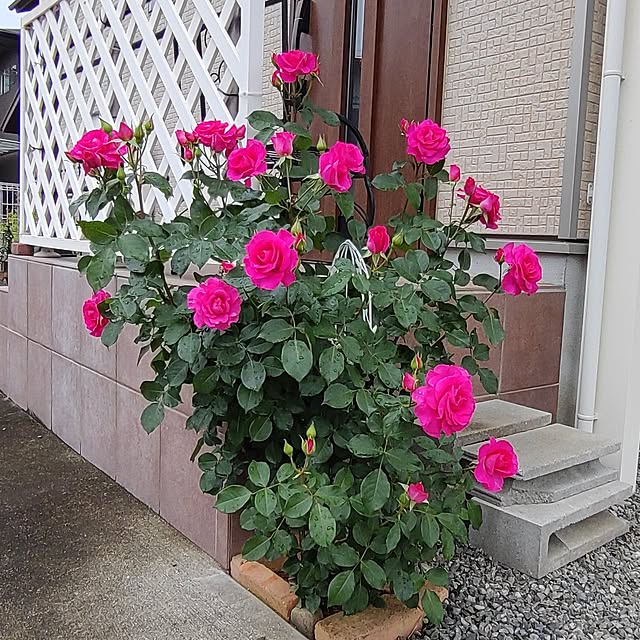 Bienvenueさんの実例写真