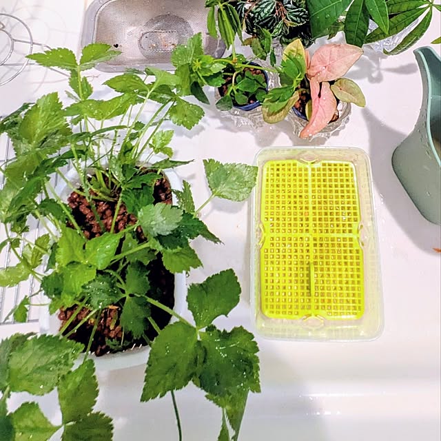 mi-saさんの部屋