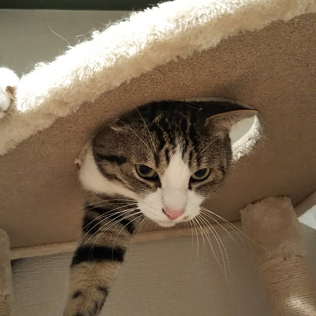 ofuさんの実例写真