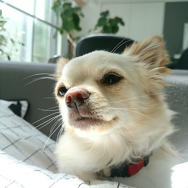 mi-さんの実例写真