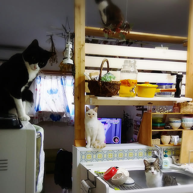 Gomaさんの実例写真