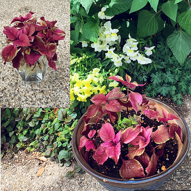 yukarin-gardenさんの実例写真