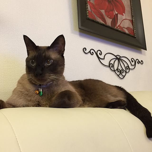 dodoさんの実例写真