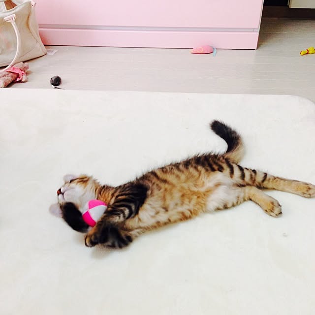 Kumiさんの実例写真