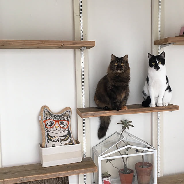 mikomaruさんの実例写真