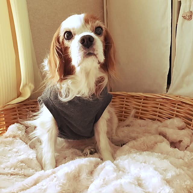 canmilmamaさんの実例写真