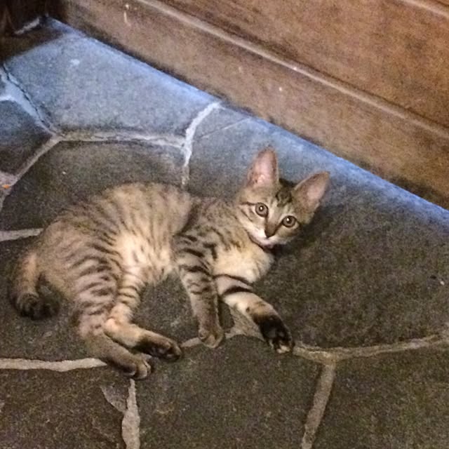 玄関/入り口のインテリア実例 - 2015-10-01 18:22:39