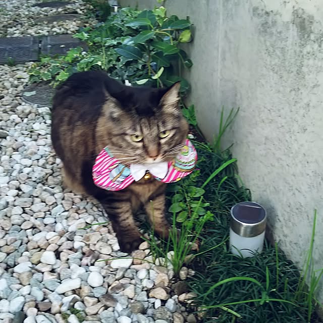 mayu.ariさんの実例写真