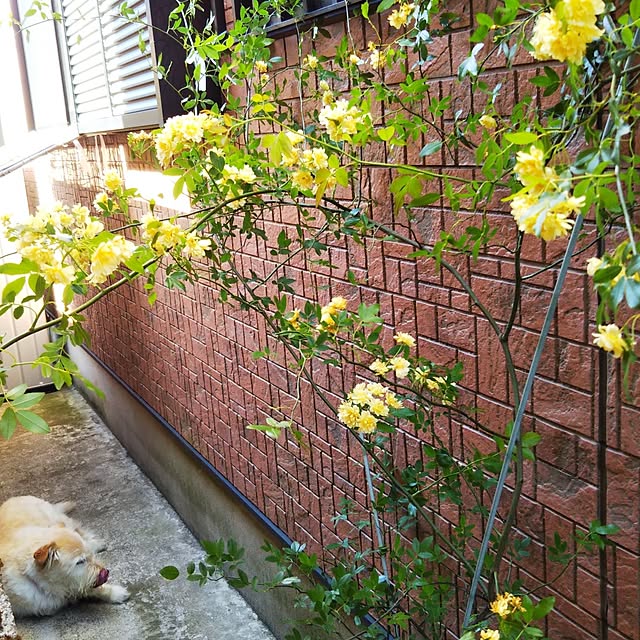 Tirorinさんの実例写真
