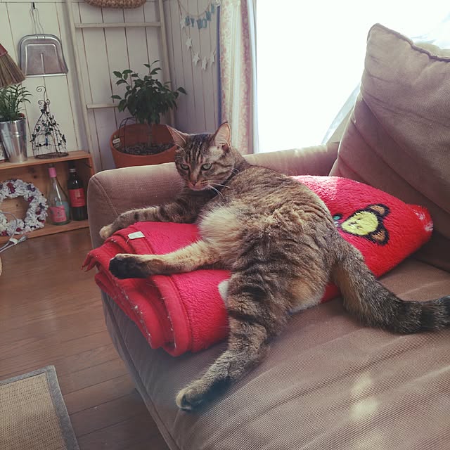 taikoさんの実例写真