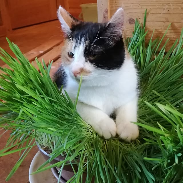 Maki-nekomamireさんの実例写真