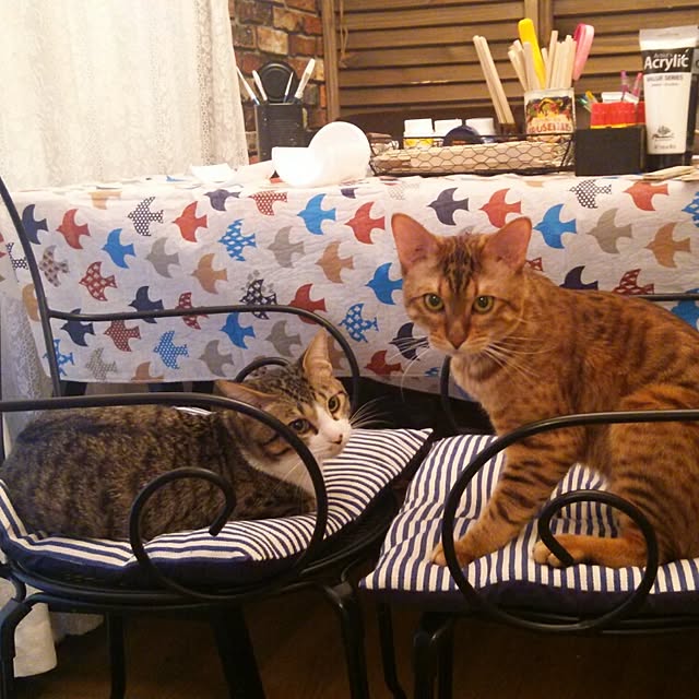 Rabbitさんの実例写真