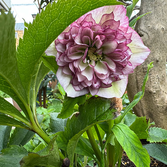 mamizaさんの実例写真