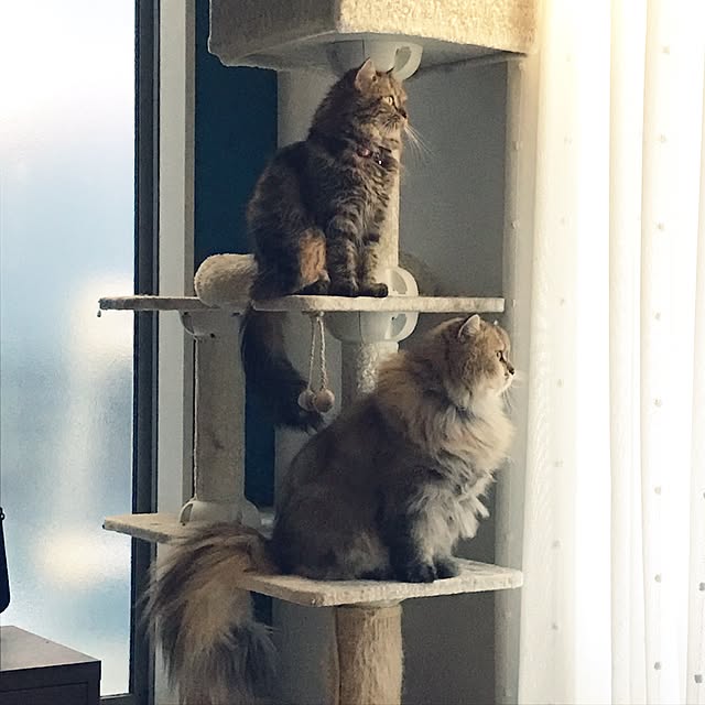 momoさんの実例写真