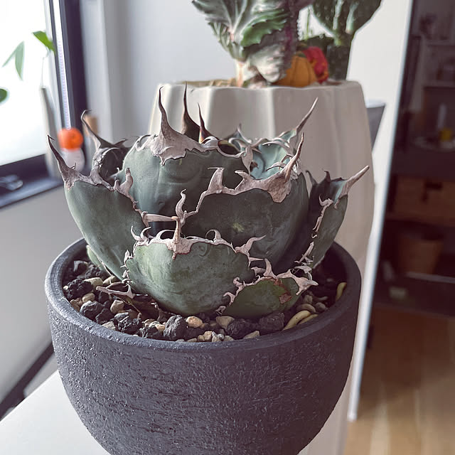 odecoさんの部屋