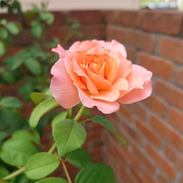 fleur-mamanさんの部屋