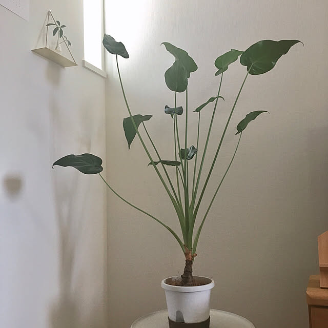 suna_kitsuneさんの実例写真