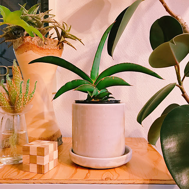 観葉植物/ナチュラル/ラーチ合板/フィカス/雑貨...などのインテリア実例 - 2019-12-04 21:36:07