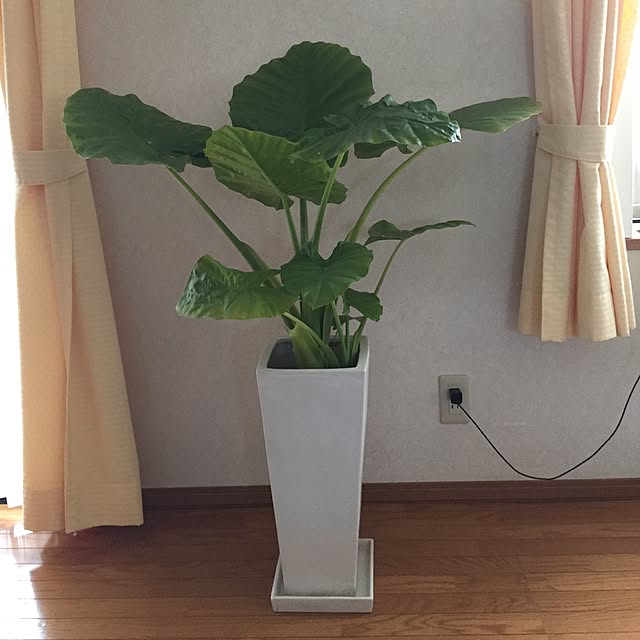 ammi0423さんの実例写真