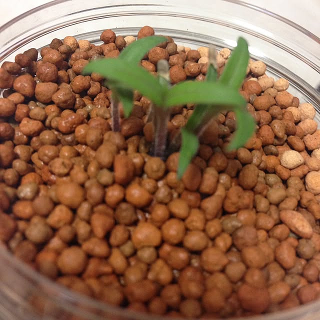 Meersunmmさんの実例写真