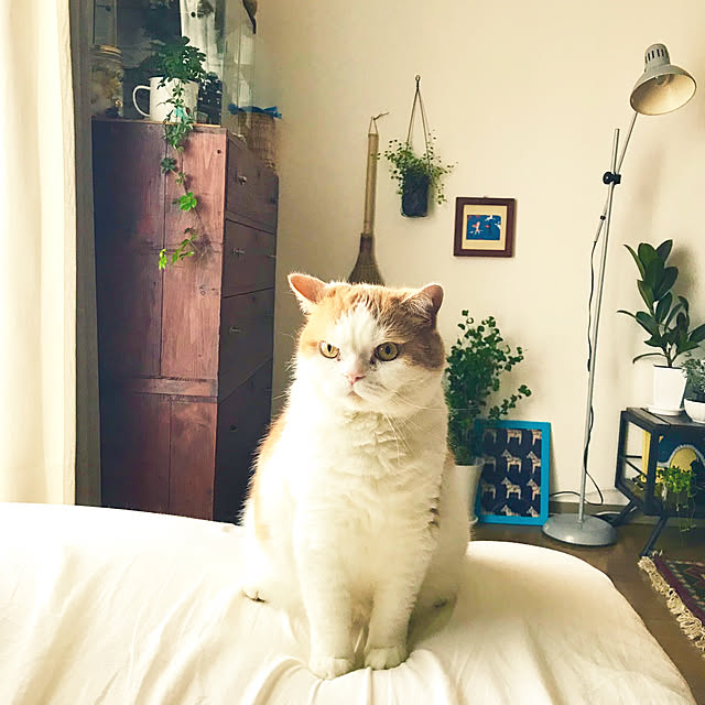 mayuroさんの実例写真