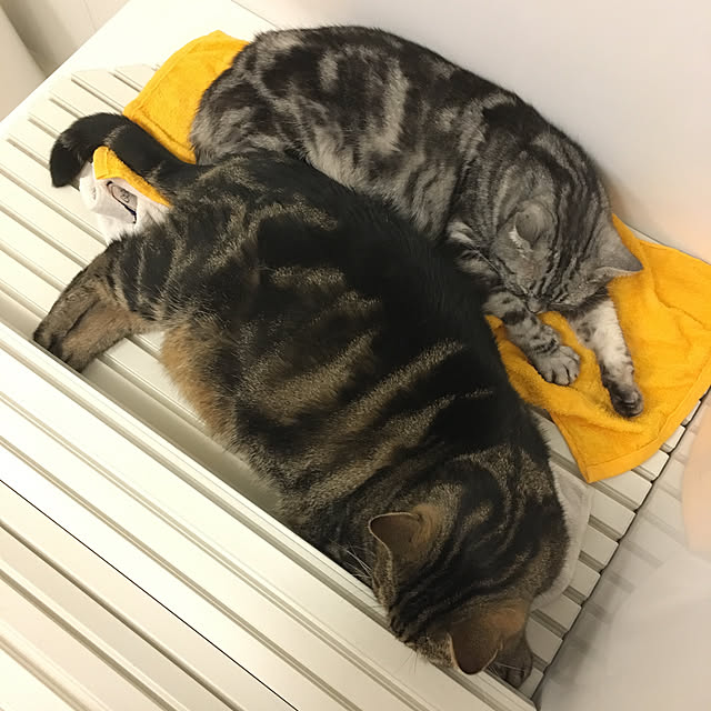 mikomaruさんの実例写真