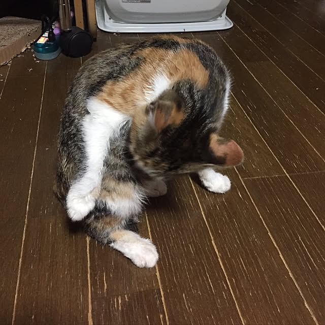 vivienne.coco-keiさんの実例写真