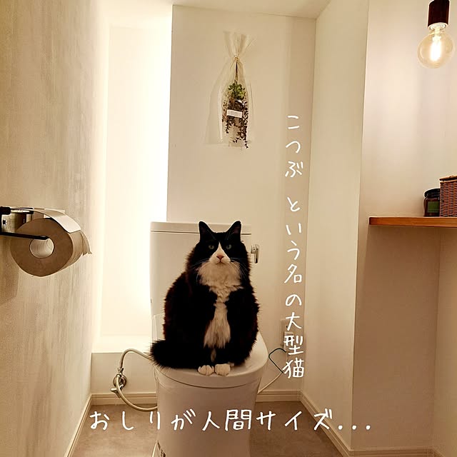kankanmom_horn_5catsさんの部屋