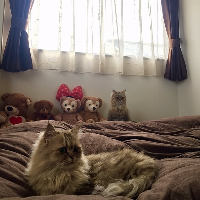 butachanさんの実例写真