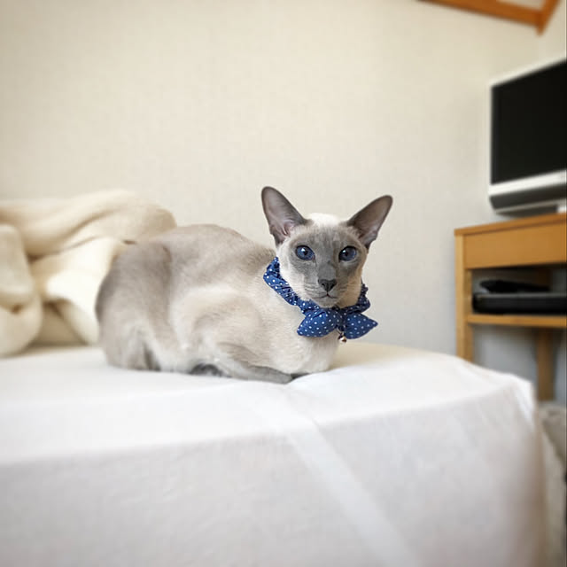 mujinekoさんの実例写真