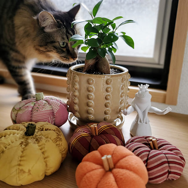 makoさんの実例写真