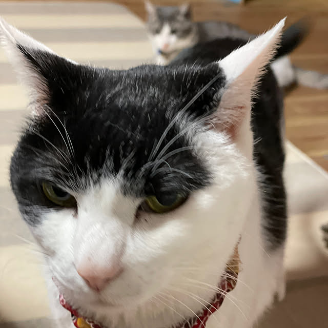 nekosamaさんの実例写真