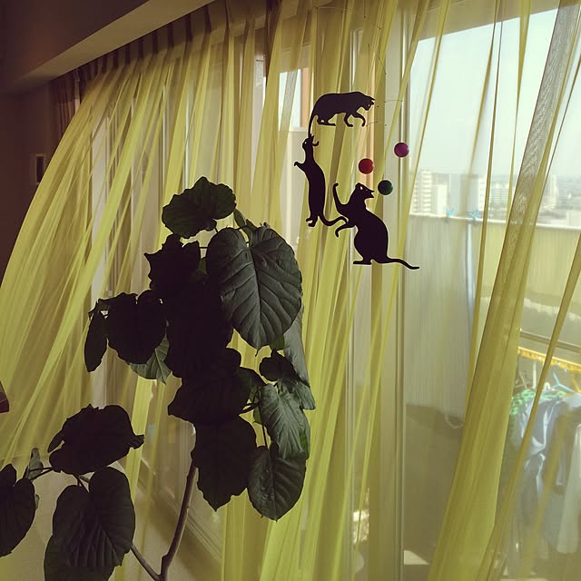 qqqblankeyさんの実例写真