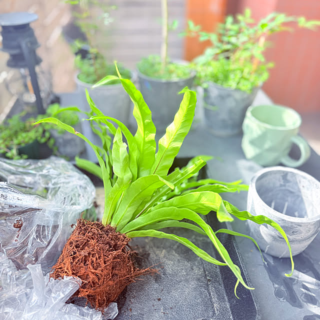 funiさんの実例写真