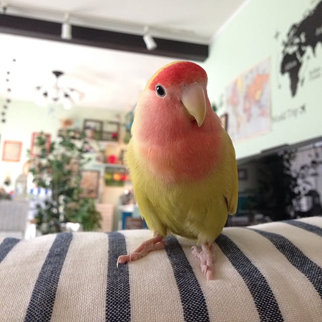 Rikoさんの実例写真