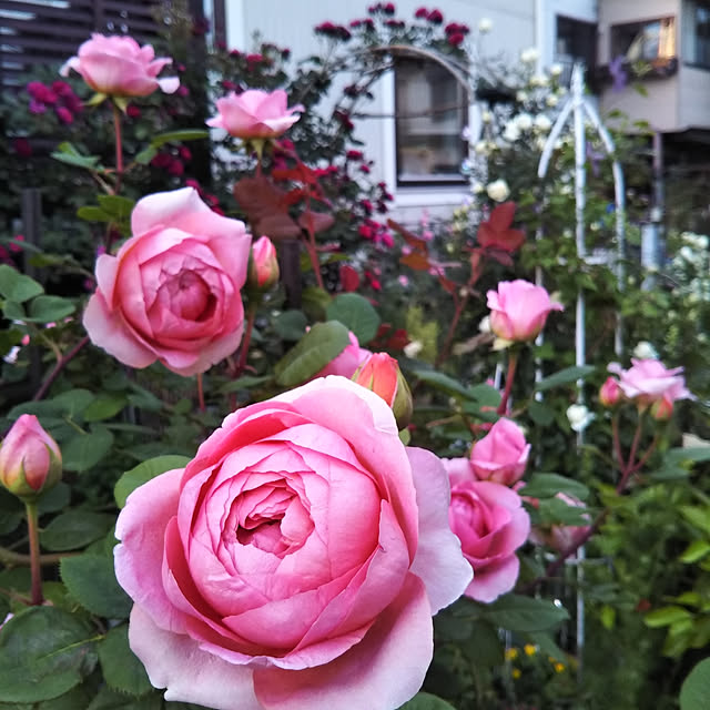 yukkoさんの実例写真