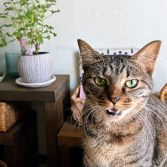 mohhaさんの実例写真