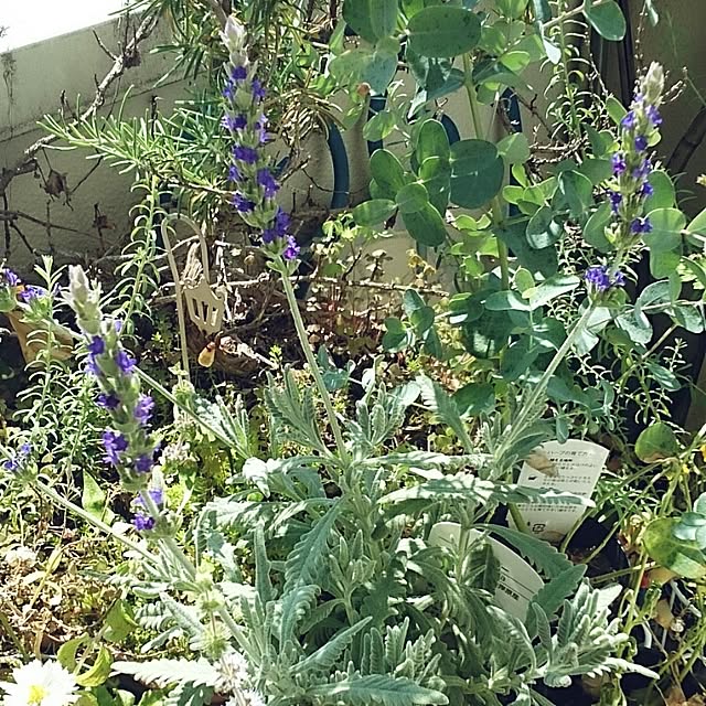 OBTERNIR88filerさんの実例写真