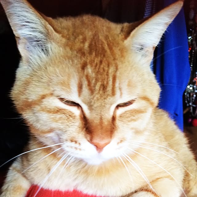 kayaさんの実例写真