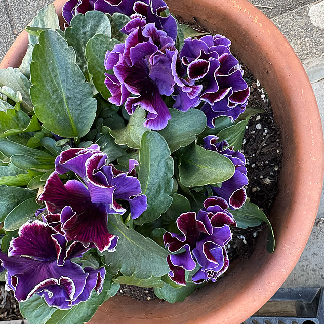 mamizaさんの部屋