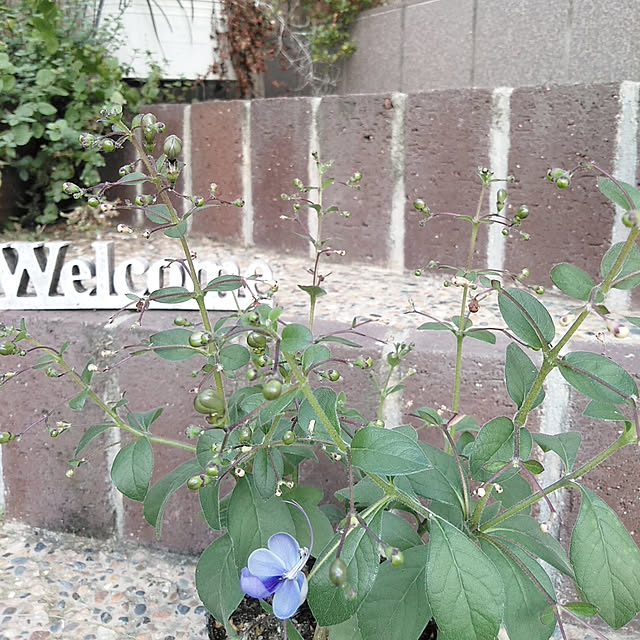 yuu0489さんの実例写真