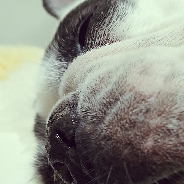 panchobiさんの実例写真