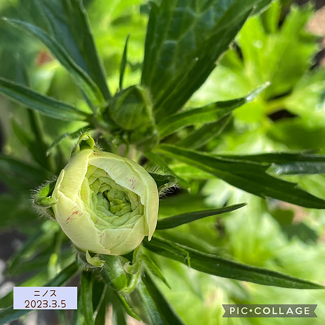 buchiさんの実例写真