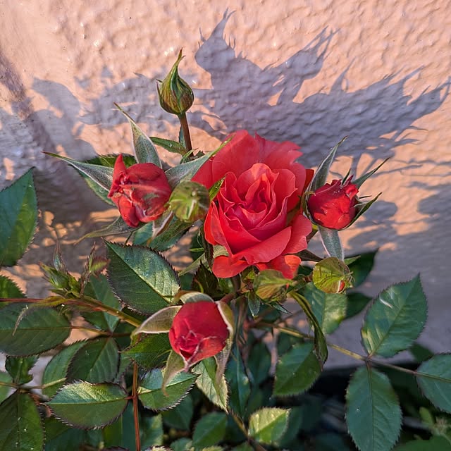 minnieさんの部屋