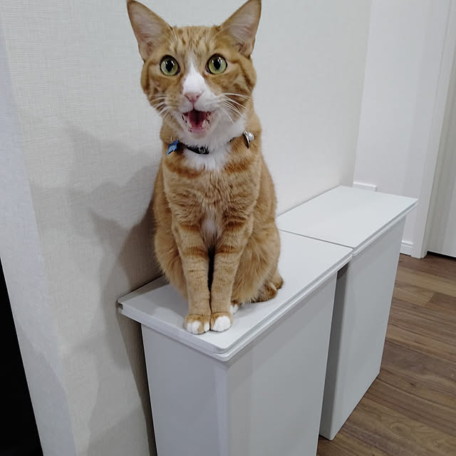 sorakoさんの実例写真