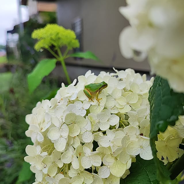 miharunさんの実例写真