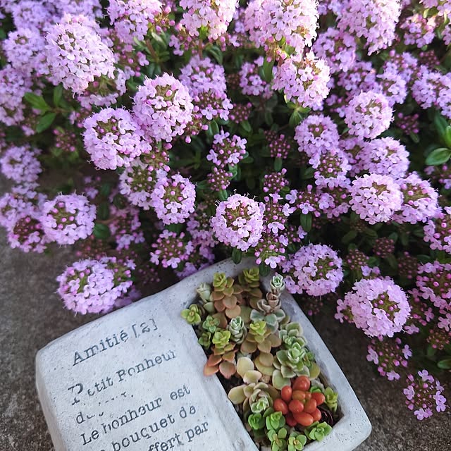 多肉植物 ブック型プランターのおすすめ商品とおしゃれな実例 多肉植物 ブック型プランターのおすすめ商品とおしゃれな実例